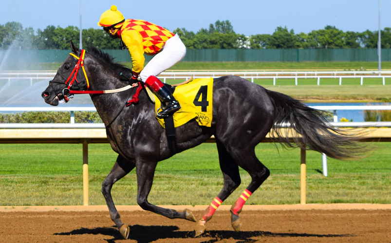 How Animal Artisans Create Racing Sculptures